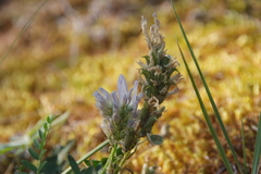 Astragalus inopinatus