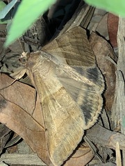 Mocis trifasciata