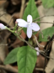 Pseuderanthemum variabile