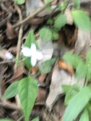 Pseuderanthemum variabile