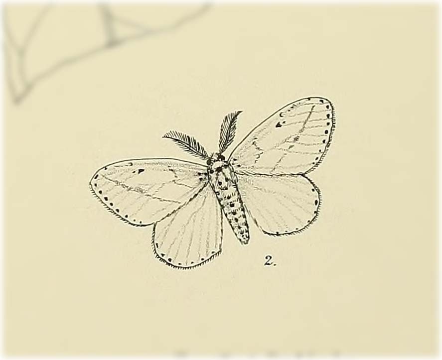 Cispia alba