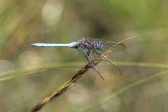 Orthetrum rubens