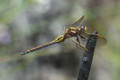 Orthetrum rubens