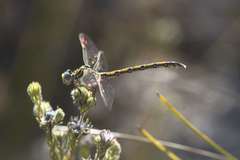 Ceratogomphus pictus
