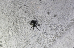 Steatoda paykulliana