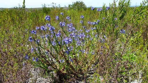 Lobelia valida, photograph 1