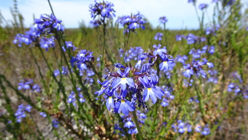 Galjoen Lobelia (Lobelia valida)
