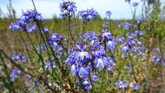 Lobelia valida