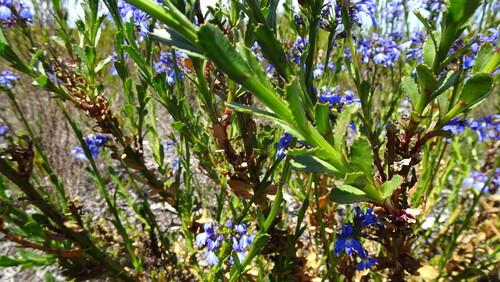 Lobelia valida, photograph 2