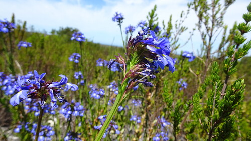 Lobelia valida, photograph 3