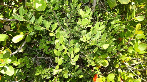 Dune Saffronwood (Robsonodendron maritimum)