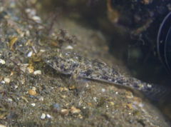Tamar Goby photo 1