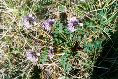 Astragalus norvegicus