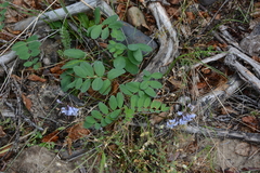 Astragalus norvegicus