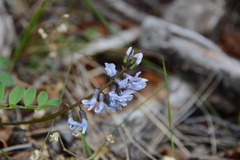 Astragalus norvegicus