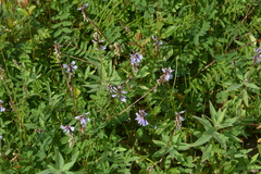 Astragalus norvegicus