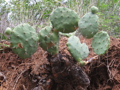 Opuntia olmeca