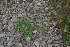 Astragalus norvegicus