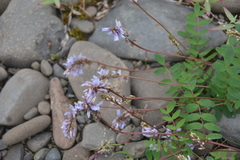 Astragalus norvegicus
