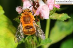 Amegilla florea