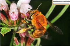 Amegilla florea
