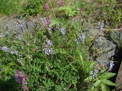 Astragalus norvegicus