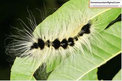 Acronicta major