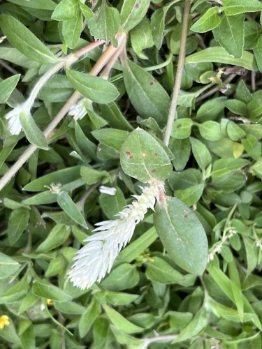 prostrate globe-amaranth