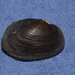 Billabong Mussel - Photo (c) Nick Lambert, some rights reserved (CC BY-NC-SA), uploaded by Nick Lambert