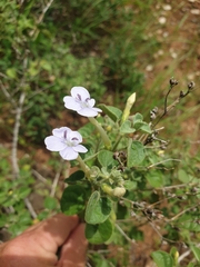 Barleria heterotricha