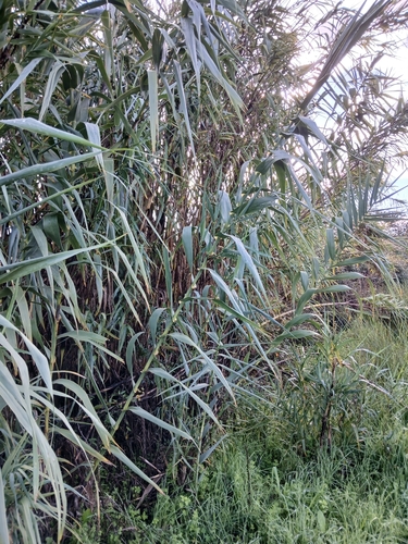 giant reed