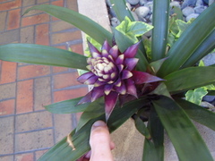 Guzmania