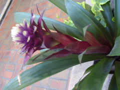 Guzmania