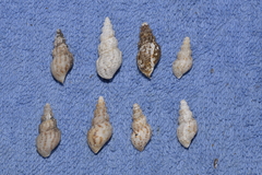 Plotiopsis balonnensis