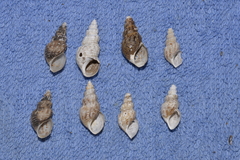 Plotiopsis balonnensis