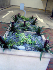 Guzmania