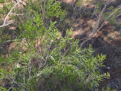 Eremophila sturtii, photograph (c) Lucas Christofides, some rights reserved (CC BY)