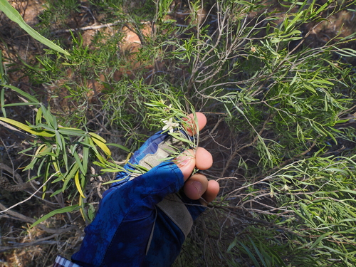 Eremophila sturtii, photograph 5