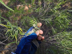 Eremophila sturtii, photograph (c) Lucas Christofides, some rights reserved (CC BY)