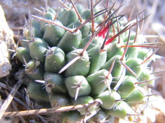 Mammillaria orcuttii