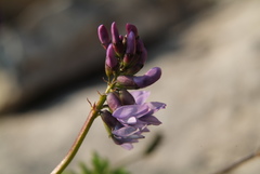 Astragalus norvegicus