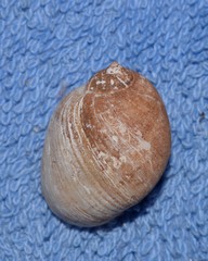 Bullastra lessoni