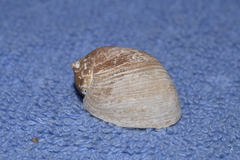 Bullastra lessoni