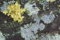 Parmeliopsis hyperopta