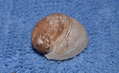 Bullastra lessoni