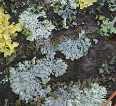 Parmeliopsis hyperopta