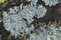 Parmeliopsis hyperopta