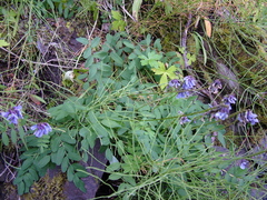Astragalus norvegicus