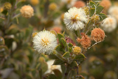 Acacia huegelii