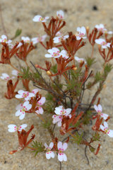 Stylidium cygnorum